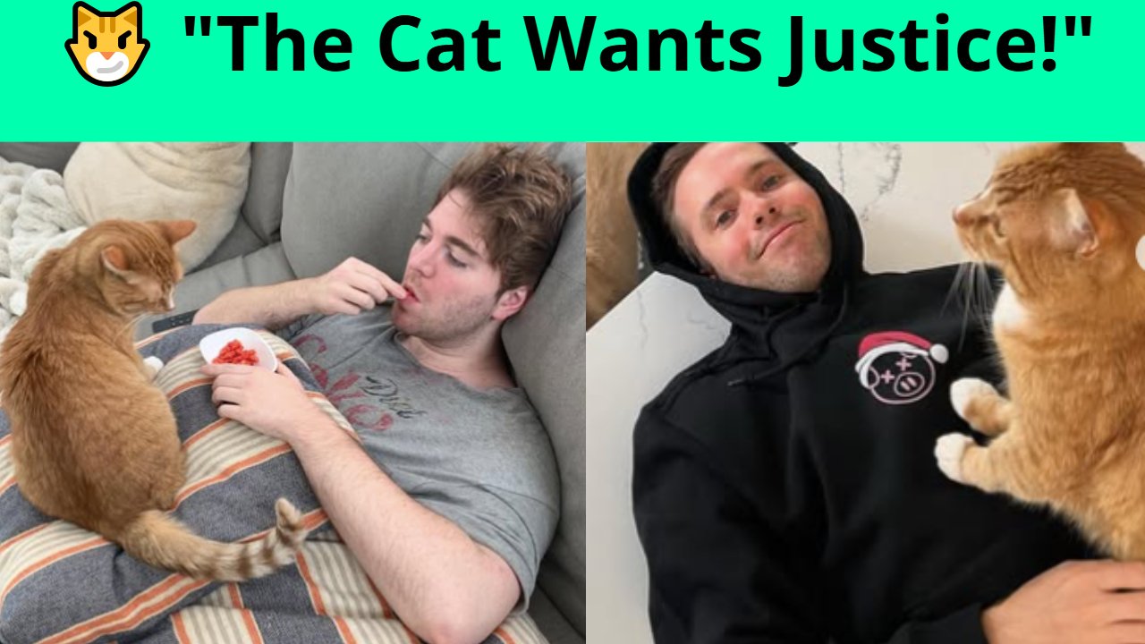 Shane Dawson Cat Contention – The Internet's Most Notorious Affirmation